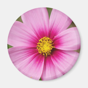 bright pink daisy magnet