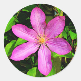 Bright Pink Flower Blooming & Green Background Classic Round Sticker