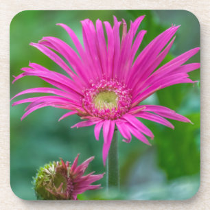 Bright pink flower coasters
