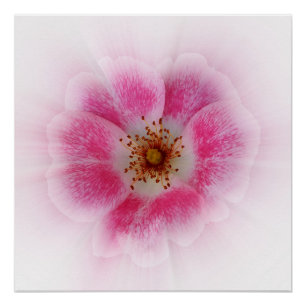 bright pink flower poster