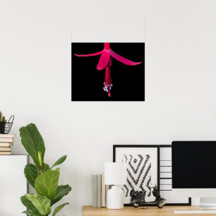 Bright Pink Fuchsia Flower on Black Poster