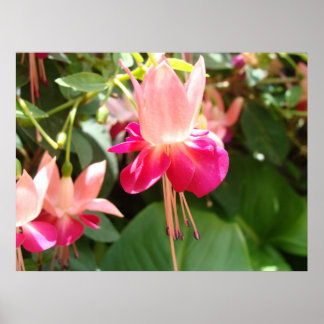 Bright Pink Fuschia Poster