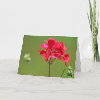 Bright Pink Geranium Flower Photo Blank  Card
