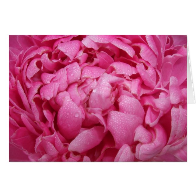 Bright Pink Peony Card (Front Horizontal)