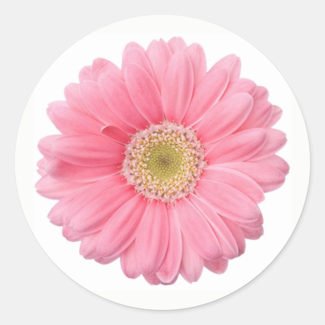 Bright Pink Photographic Daisy Flower Classic Round Sticker (Front)