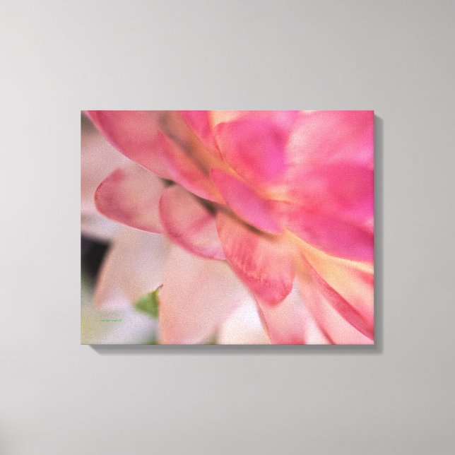 Bright Pink Strawflower Canvas Print (Front)