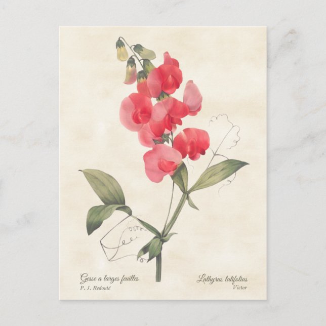 Bright Pink Sweet Pea Vintage Botanical Postcard (Front)