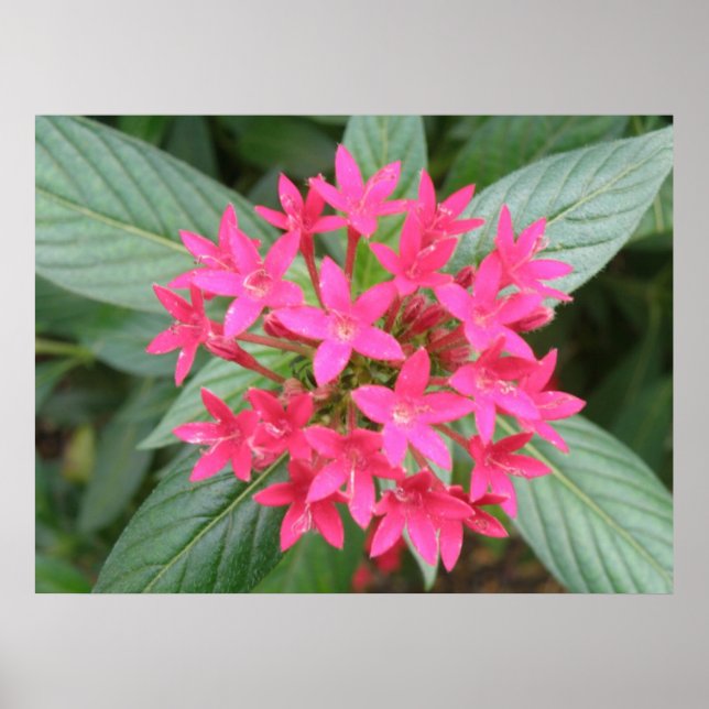 Bright Pink Tropical Flowers Poster (Front)