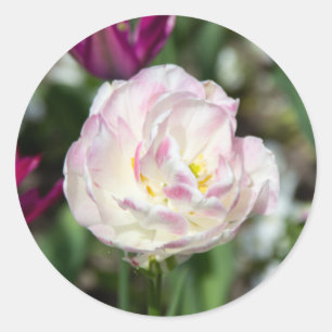 Bright pink tulips on a sunny day   classic round sticker