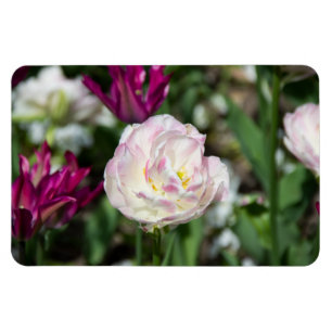 Bright pink tulips on a sunny day  magnet