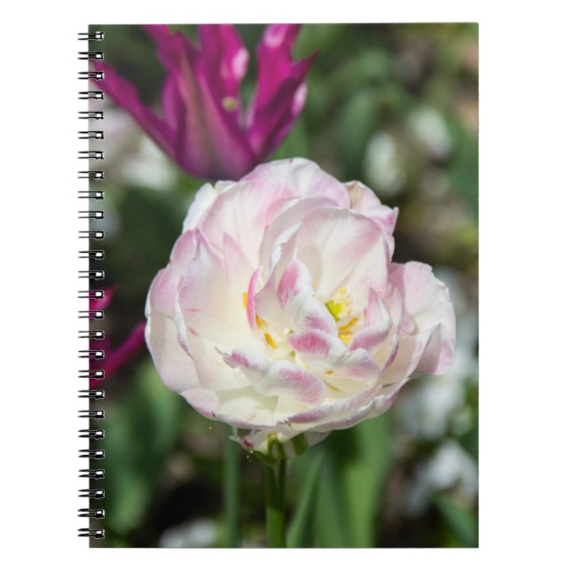 Bright pink tulips on a sunny day   notebook (Front)
