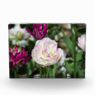 Bright pink tulips on a sunny day  photo block