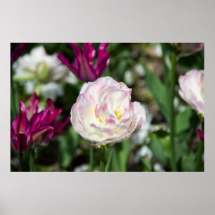 Bright pink tulips on a sunny day  poster