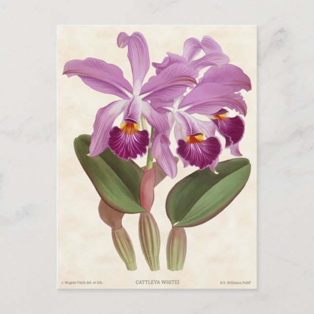 Bright Purple Cattleya Orchid Vintage Botanical Postcard (Front)