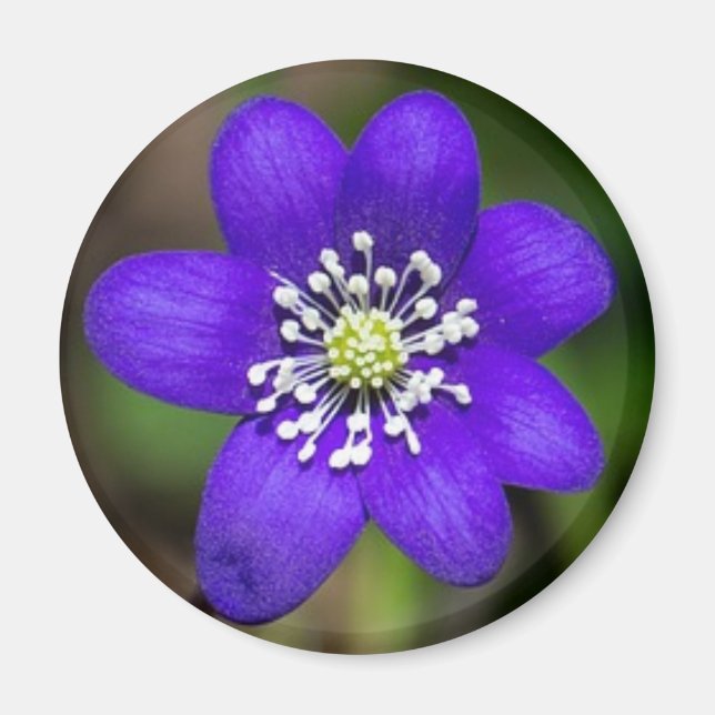Bright Purple Colourful  Flower Floral Magnet (Front)