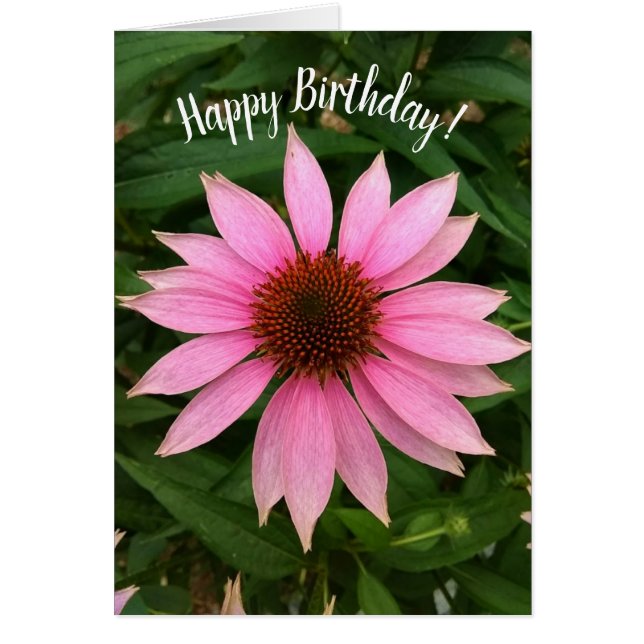 Bright Purple Coneflower Birthday Card (Front)