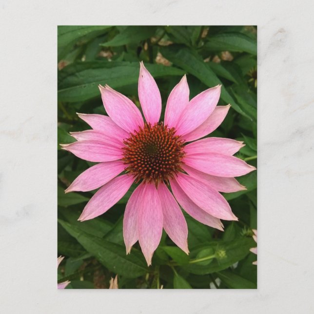 Bright Purple Coneflower Postcard (Front)