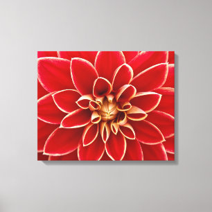 Bright Red Dahlia Closeup Canvas Print
