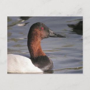 Bright Red Eyes Of The Canvasback Duck Postcard