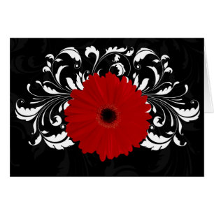 Bright Red Gerbera Daisy on Black