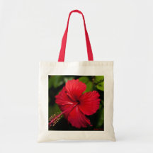 Bright Red Hibiscus