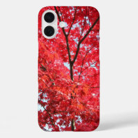 Bright Red Japanese Maple Tree
