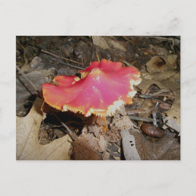 Bright Red Mushroom #1 Postcard (Front)