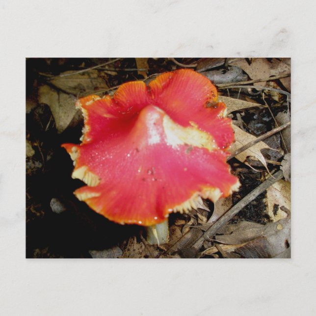 Bright Red Mushroom Postcard (Front)
