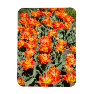 Bright red-orange ginger tulips magnet
