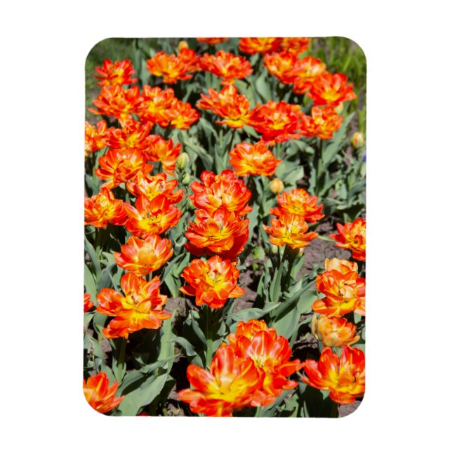 Bright red-orange ginger tulips magnet (Vertical)