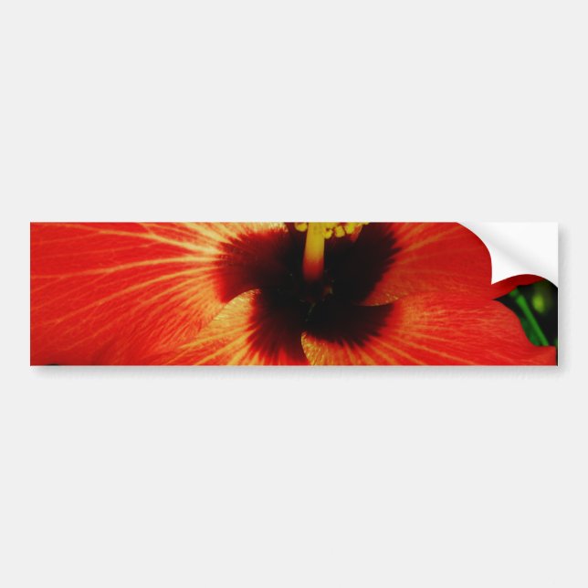 Bright Red Orange  Hibiscus Flower Bumper Sticker (Front)