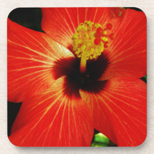 Bright Red Orange Hibiscus Flower Coaster