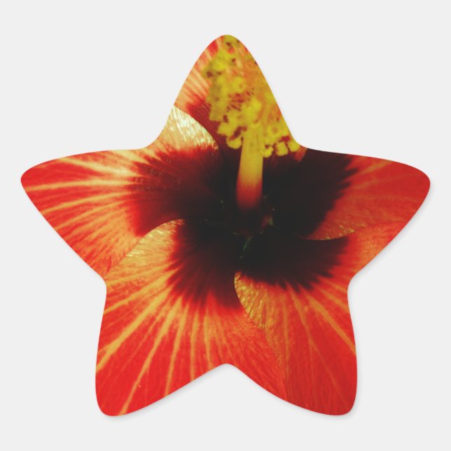 Bright Red Orange  Hibiscus Flower Star Sticker (Front)