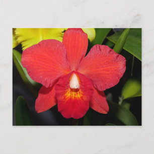 Bright Red Orchid Postcard