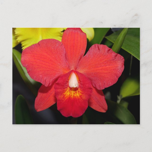Bright Red Orchid Postcard (Front)