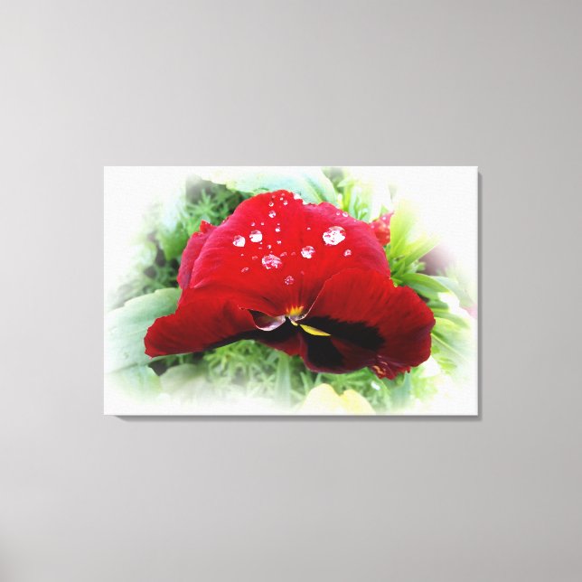 Bright red pansy canvas print (Front)