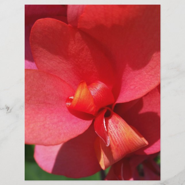 bright red petals (Front)