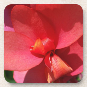 bright red petals coaster