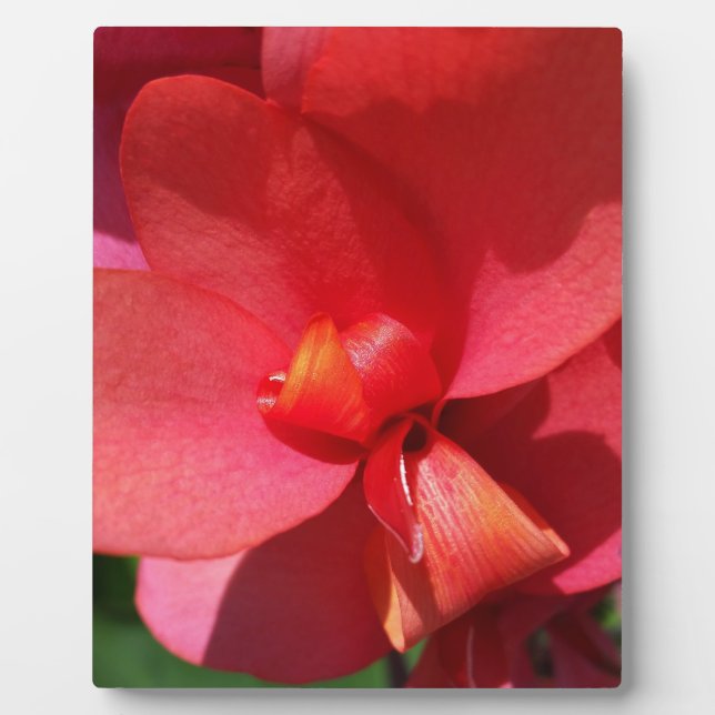 bright red petals plaque (Front)