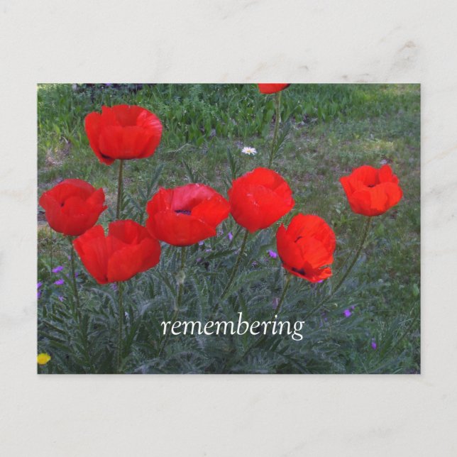 Bright Red Poppies Postcard (Front)