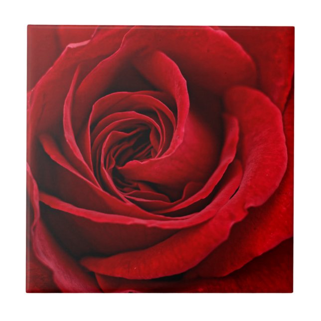 Bright Red Rose Close Up Tile (Front)