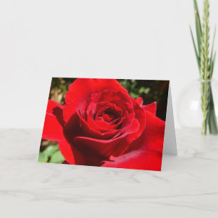 Bright Red Rose Flower Beautiful Floral Card