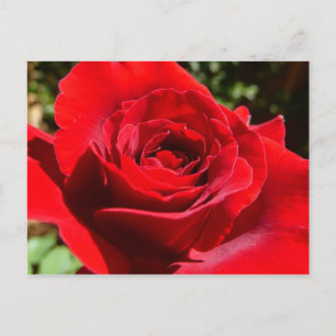 Bright Red Rose Flower Beautiful Floral Postcard