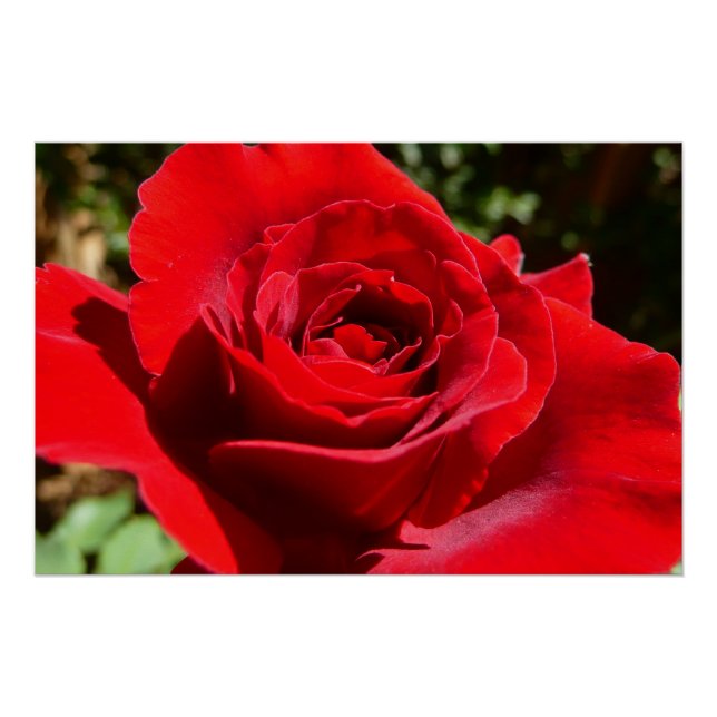 Bright Red Rose Flower Beautiful Floral Poster (Front)