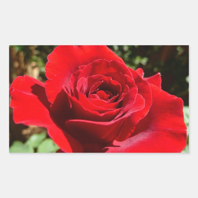 Bright Red Rose Flower Beautiful Floral Sticker (Front)
