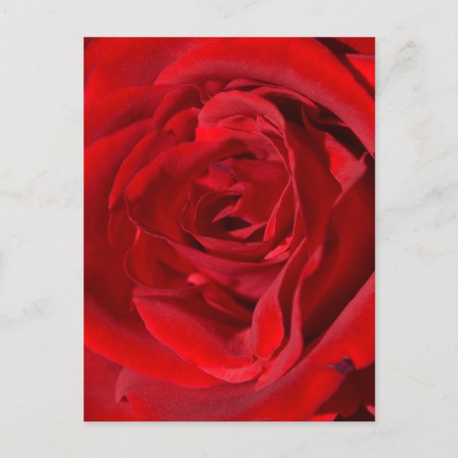 Bright Red Rose Postcard (Front)
