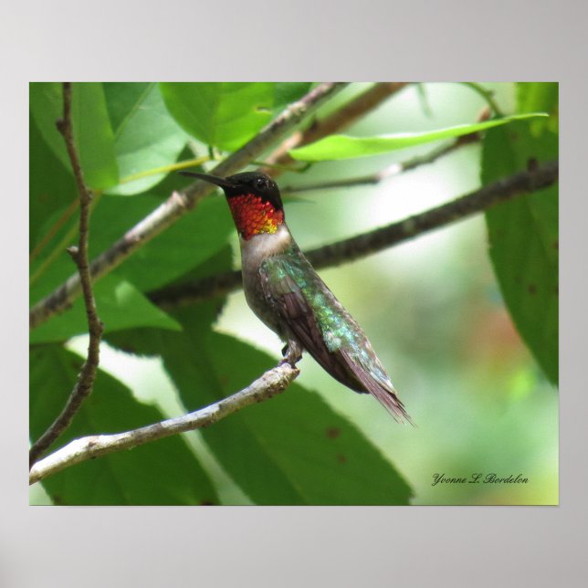 Bright Red Ruby-Throat Hummingbird Poster (Front)