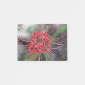 Bright Red Spider Lily - Lycoris radiata Post-it Notes