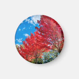 Bright Red Tree Leaves In Autumn Magnet
