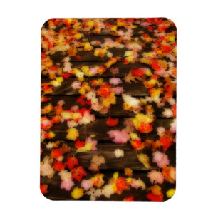Bright Red Yellow Autumn Maple Leaves Magnet